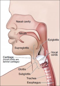 Diagram of the larynx